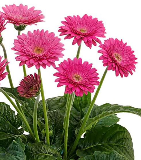 Gerbera Garvinea® 'Sweet Maggie'
