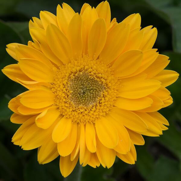 Gerbera Garvinea® 'Sweet Smile'