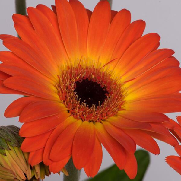 Gerbera Garvinia® 'Sweet Sunset'