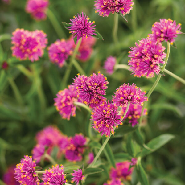 Gomphrena Truffula™ Pink