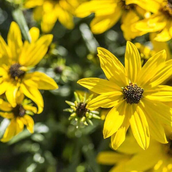 Helianthus 'Autumn Gold'