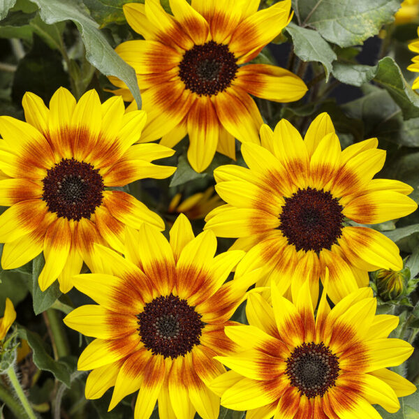 Helianthus Suncredible® Saturn™
