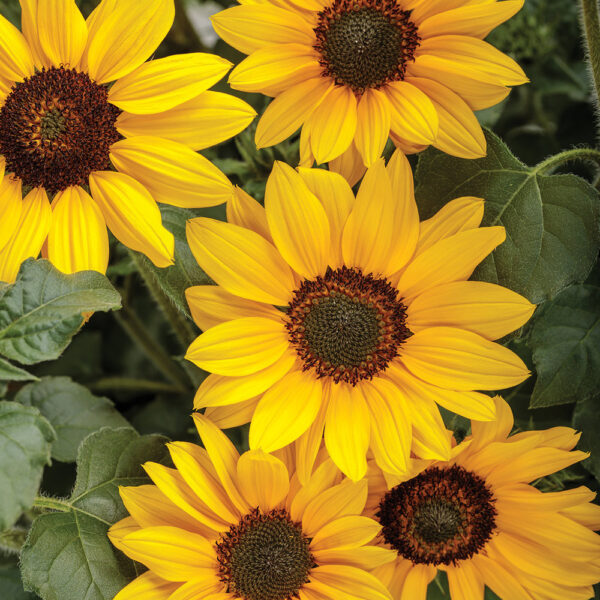 Helianthus Suncredible® Yellow