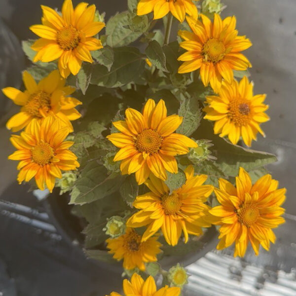 Heliopsis 'Sole D' Oro'