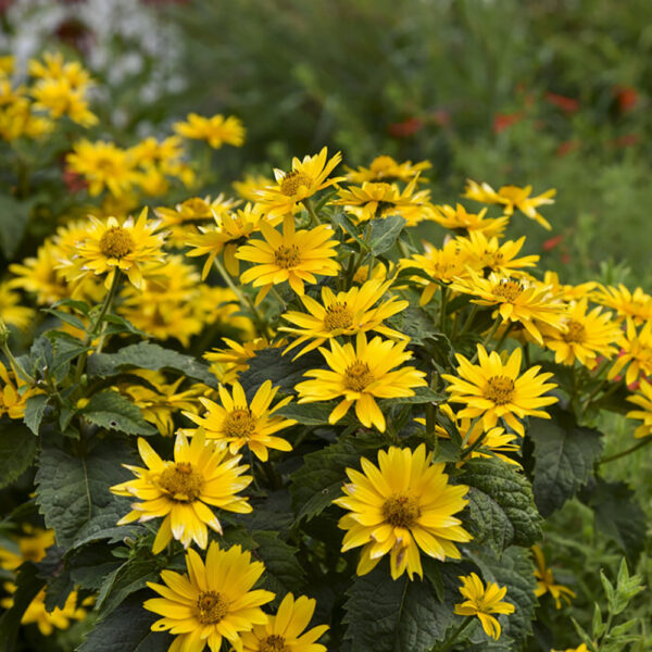 Heliopsis Tuscan Gold™