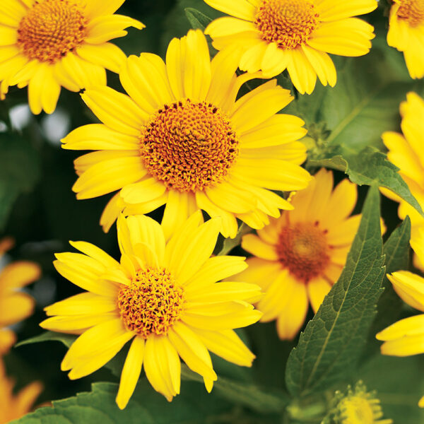 Heliopsis 'Tuscan Sun'