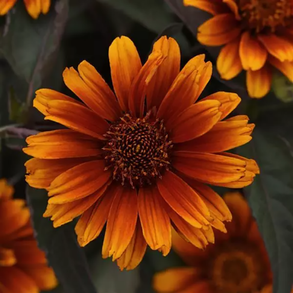 Heliopsis hel. 'Summer Eclipse'