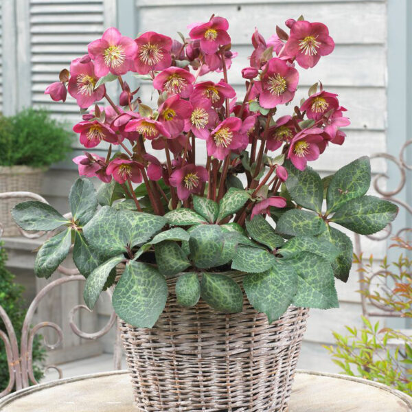 Helleborus Frostkiss® Anna's Red