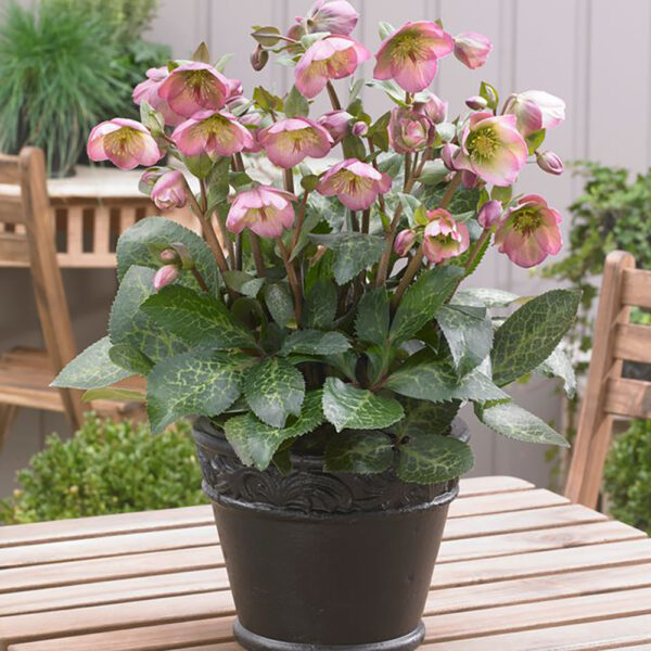 Helleborus Frostkiss® Dorothy's Dawn™