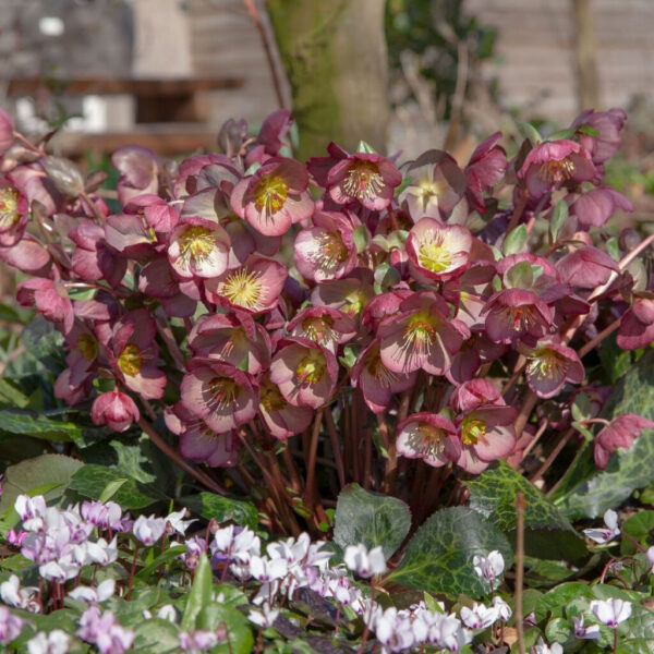 Helleborus Frostkiss® Elemental®