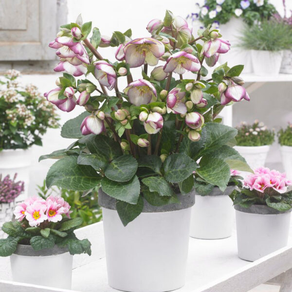 Helleborus Frostkiss® Glenda's Gloss