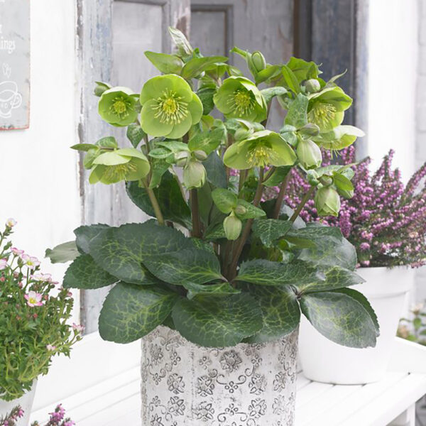 Helleborus Frostkiss® Illumi Lime™