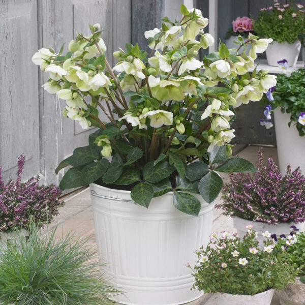 Helleborus Frostkiss® Molly's White