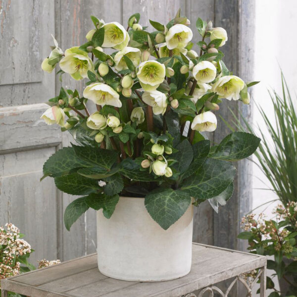 Helleborus Frostkiss® Moondance