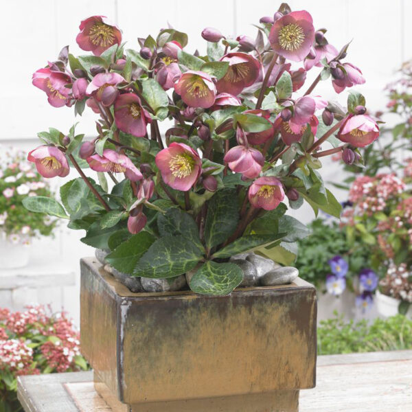 Helleborus Frostkiss® Penny's Pink