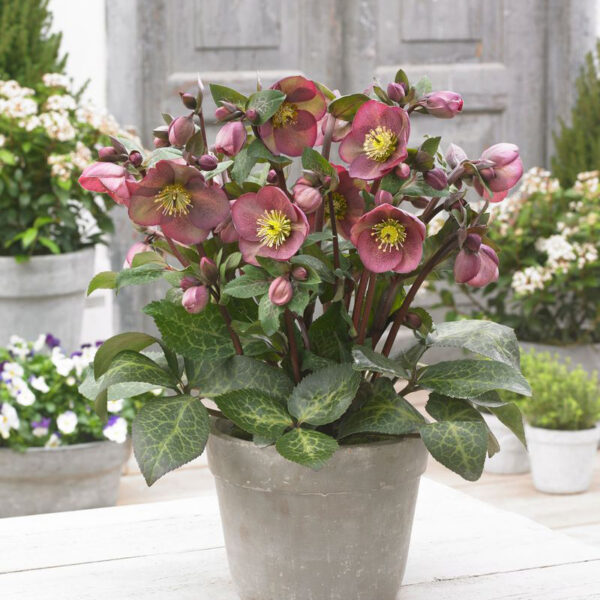 Helleborus Frostkiss® Pippa's Purple