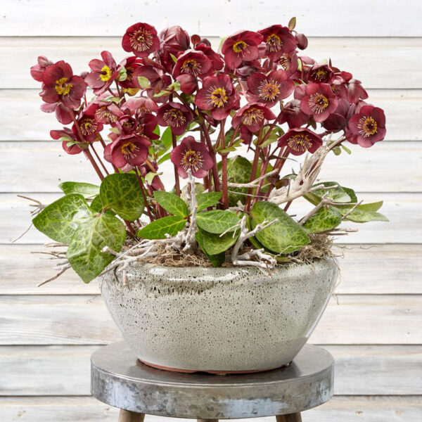 Helleborus Frostkiss® Vibey Velvet™