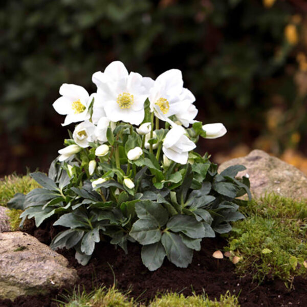 Helleborus Gold Collection® Joel