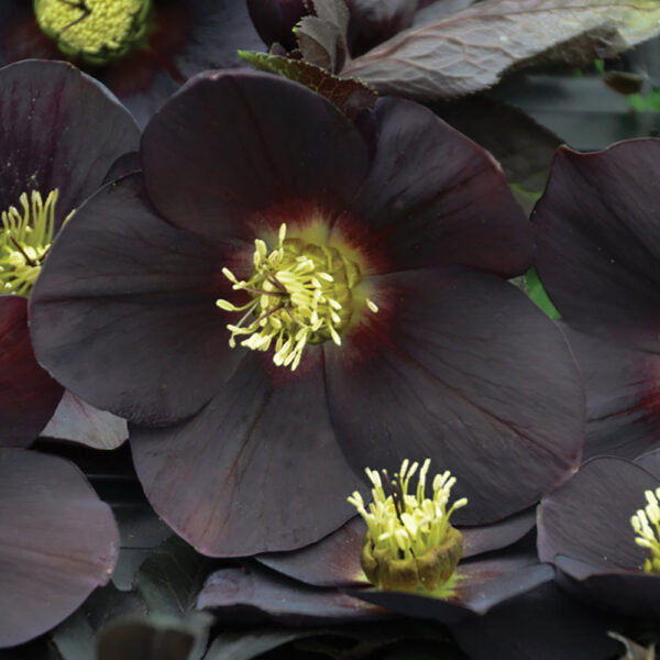 Helleborus Honeymoon® 'New York Night'