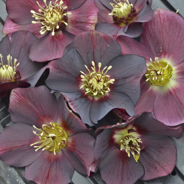 Helleborus Honeymoon® 'Rome in Red'