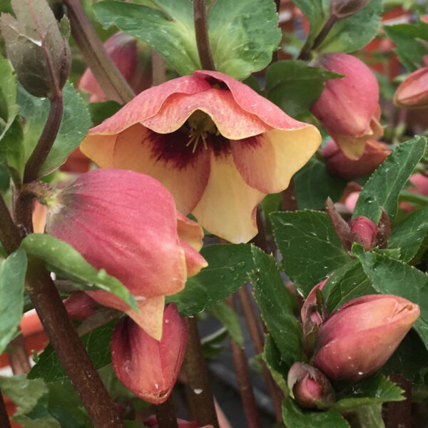 Helleborus Honeymoon® 'Sandy Shores'
