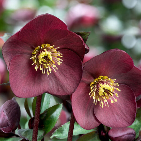 Helleborus Ice N' Roses® 'Brunello'