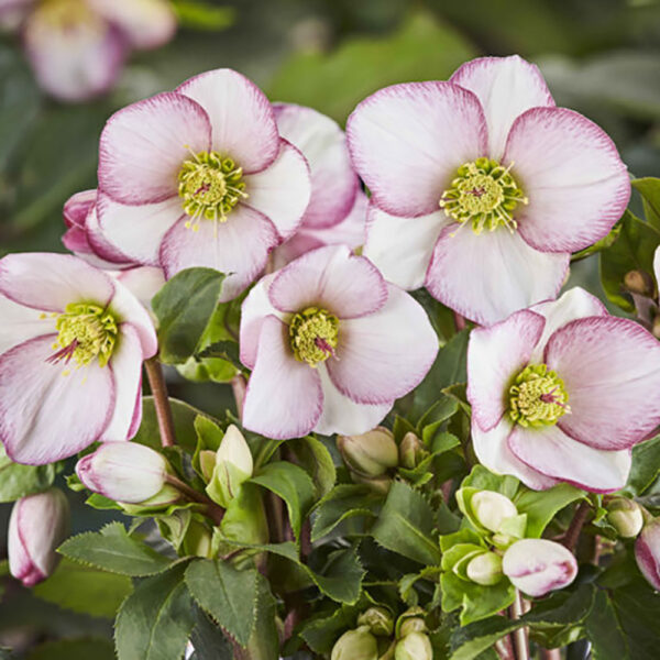 Helleborus Ice N' Roses® 'Picotee'