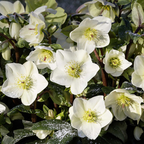 Helleborus Ice N' Roses® 'White'