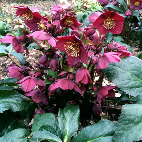 Helleborus Ice N' Roses® 'Red'