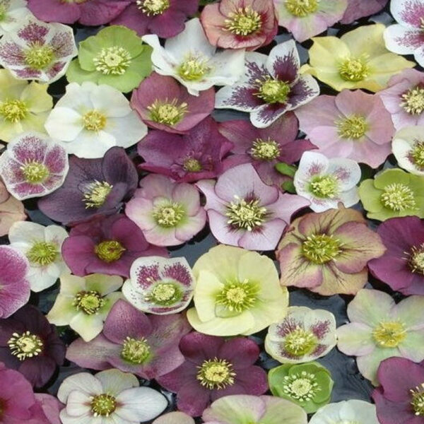 Helleborus Pine Knot Select Strain