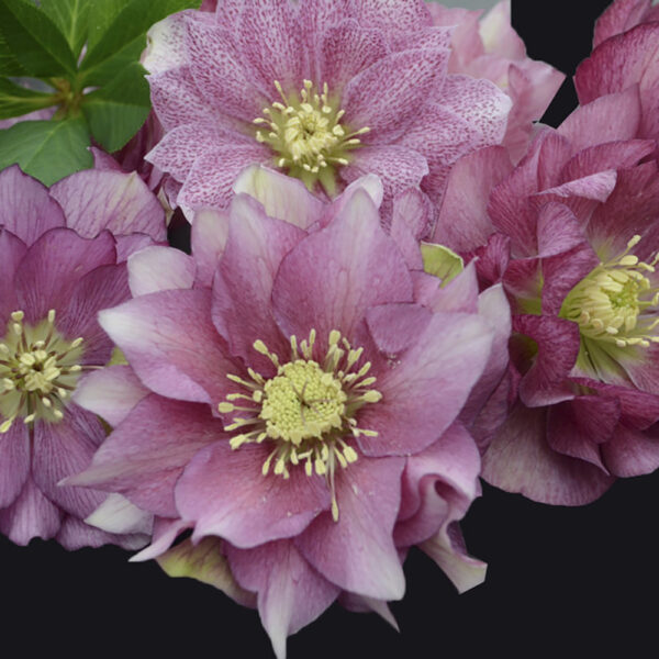 Helleborus Wedding Party® 'Maid of Honor'