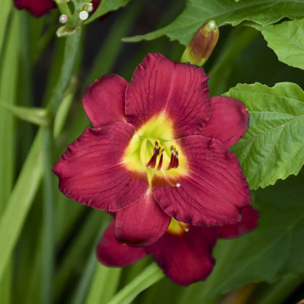 Hemerocallis 'Pardon Me'