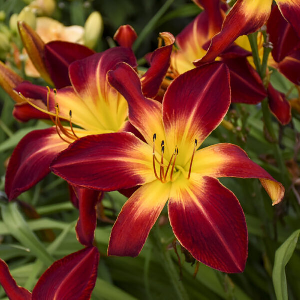 Hemerocallis Rainbow Rhythm® 'Ruby Spider'
