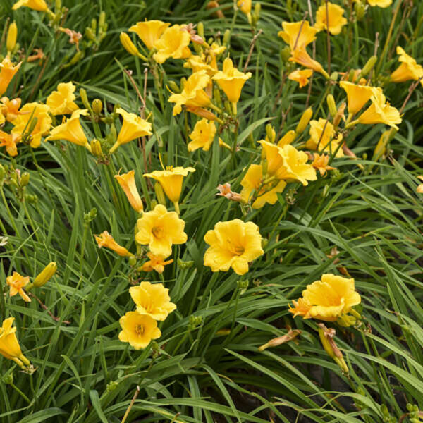 Hemerocallis 'Stella De Oro'