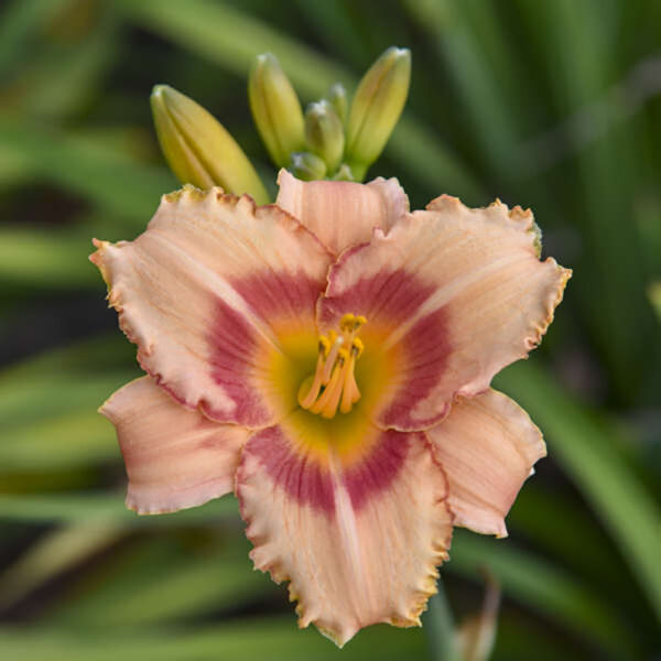 Hemerocallis 'Strawberry Candy'