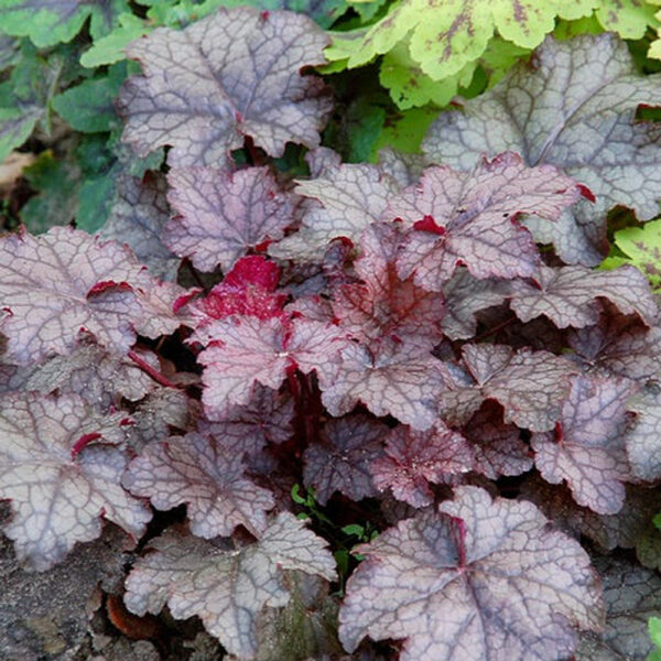 Heuchera 'Amethyst Myst'