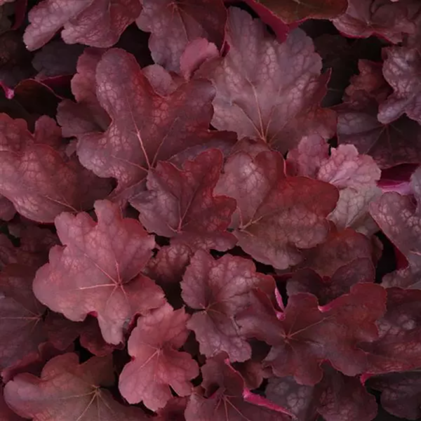 Heuchera 'Carnival Burgundy Blast'
