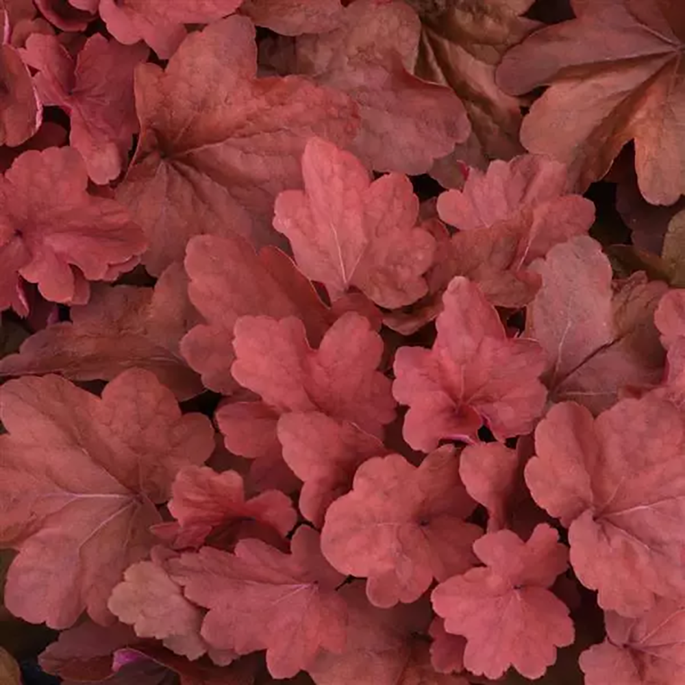 Heuchera 'Carnival Cinnamon Stick'