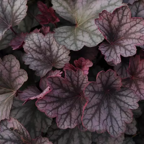 Heuchera 'Carnival Rose Granita'