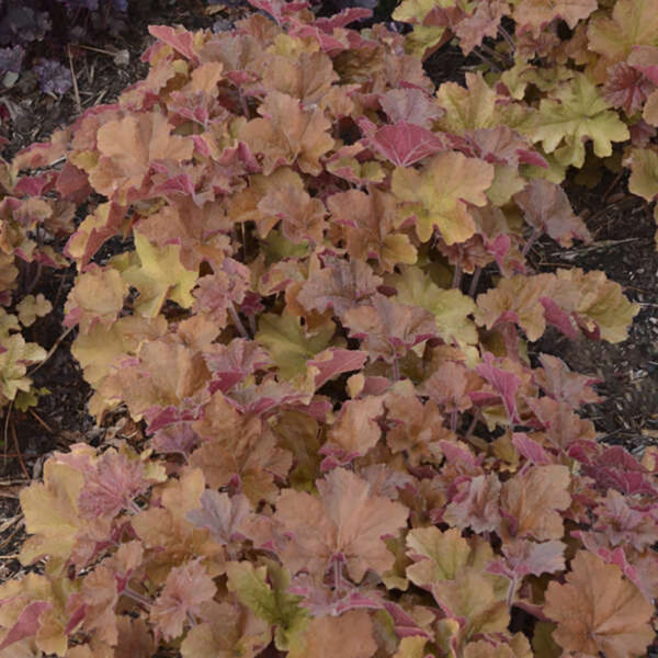 Heuchera vil. 'Caramel'