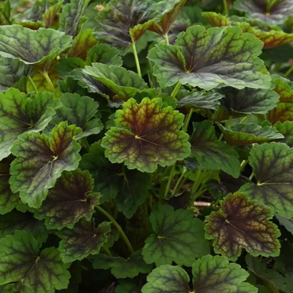 Heuchera 'Carnival Cocomint'