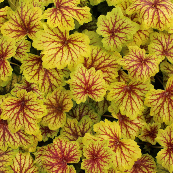 Heuchera 'Red Lightning'
