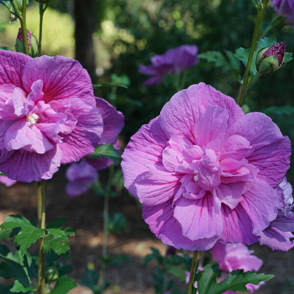 Hibiscus Dark Lavender Chiffon®