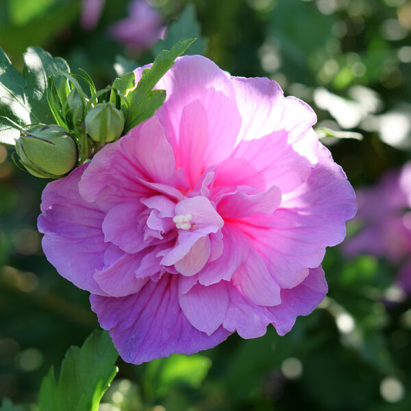 Hibiscus Dark Lavender Chiffon®