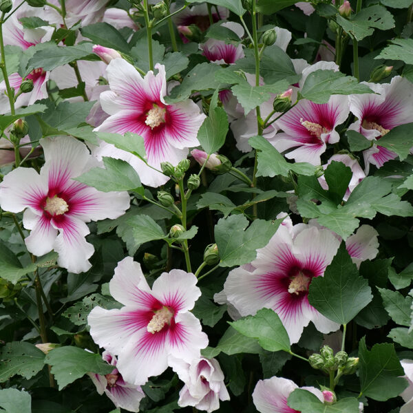 Hibiscus Paraplu Pink Ink® - Image 3
