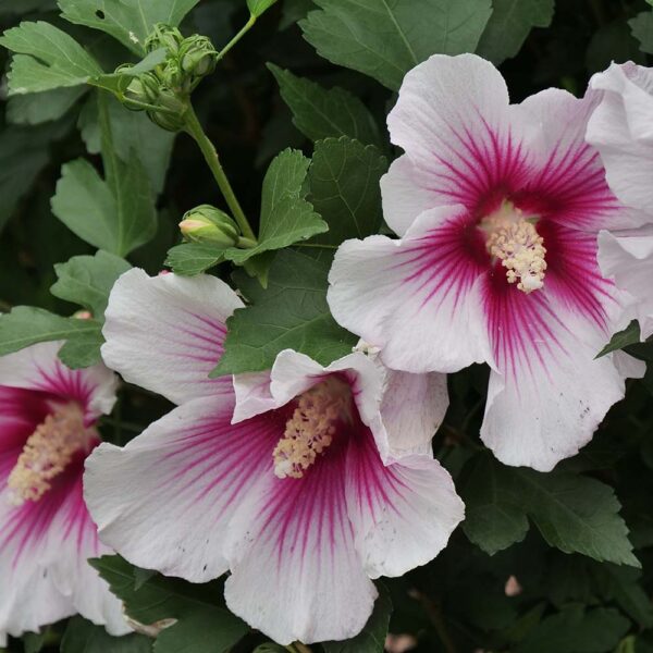 Hibiscus Paraplu Pink Ink® - Image 5