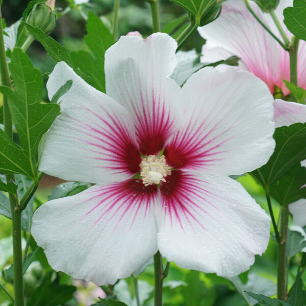 Hibiscus Paraplu Pink Ink® - Image 6
