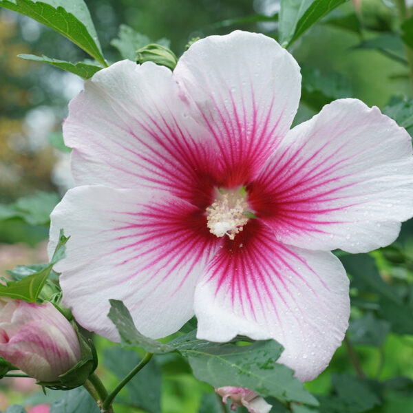 Hibiscus Paraplu Pink Ink® - Image 7