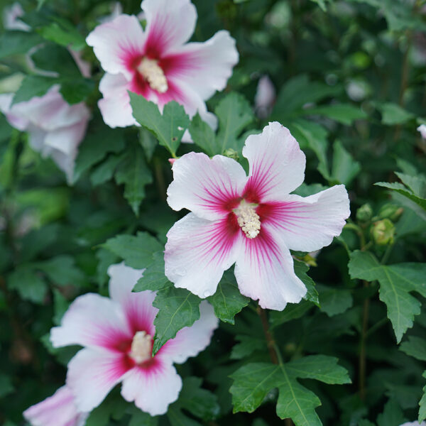 Hibiscus Paraplu Pink Ink® - Image 9