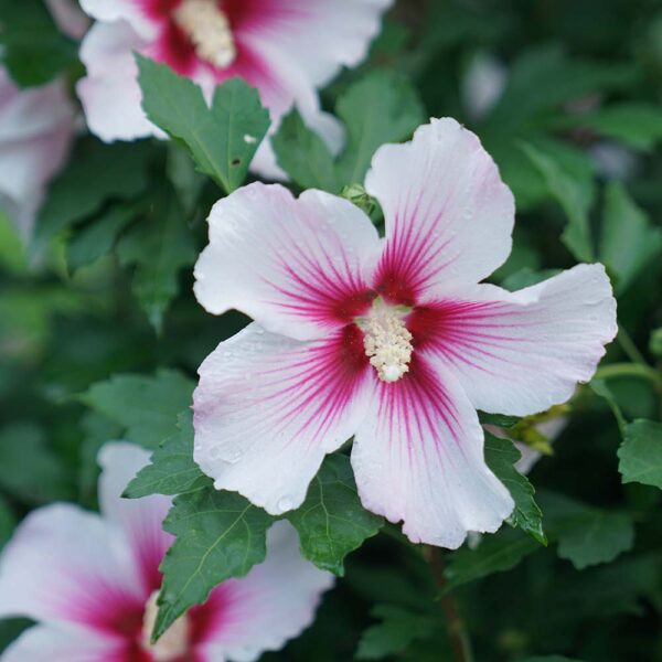 Hibiscus Paraplu Pink Ink® - Image 10